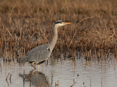 Ardea cinerea