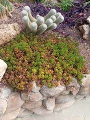 Sedum × rubrotinctum