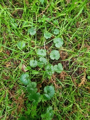 Glechoma hederacea