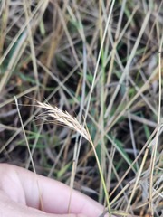 Bothriochloa pertusa