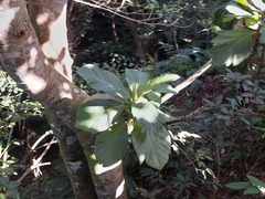 Artocarpus treculianus