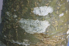 Lecidella elaeochroma
