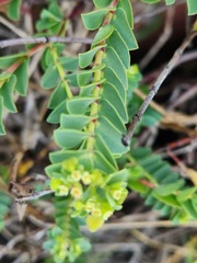 Euphorbia mesembryanthemifolia