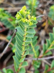 Euphorbia mesembryanthemifolia