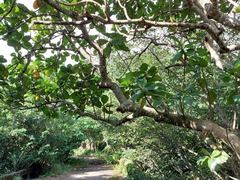 Artocarpus treculianus