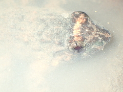 Limnonectes gyldenstolpei