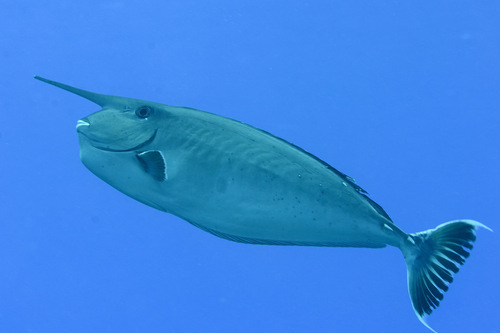 Gebande eenhoornvis (Naso annulatus) — Acanthuridae — 4