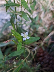 Epilobium ciliatum