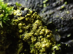 Candelariella efflorescens