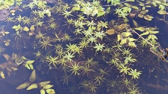 Callitriche palustris