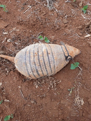 Euphractus sexcinctus