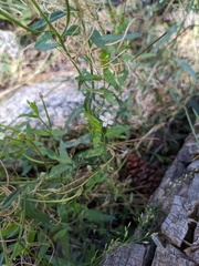 Epilobium ciliatum