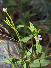 Epilobium ciliatum