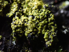 Candelariella efflorescens