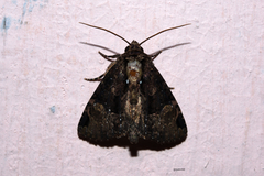 Lepidoptera