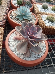 Echeveria gibbiflora × potosina