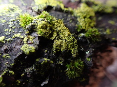 Candelariella efflorescens