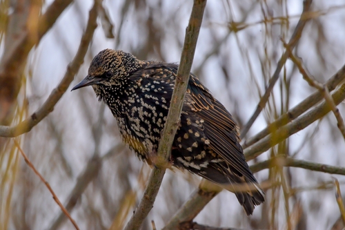 Estornino pinto (Sturnus vulgaris)