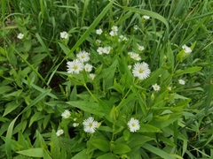 Stellaria radians