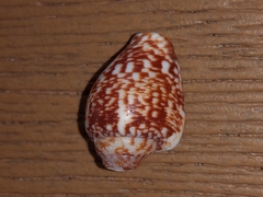 Columbella