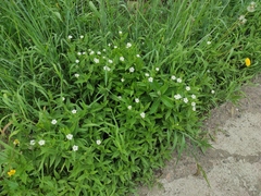 Stellaria radians