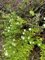 Phylica ericoides