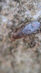 Suillia variegata