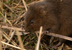 Arvicola amphibius