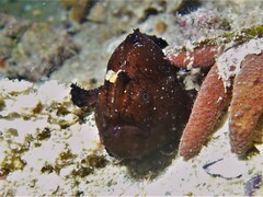 Antennarius striatus