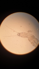 Orthocladiinae