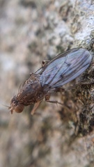 Suillia variegata