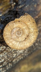 Planorbis carinatus