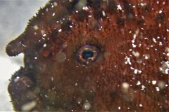 Antennarius striatus