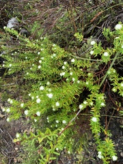 Phylica ericoides