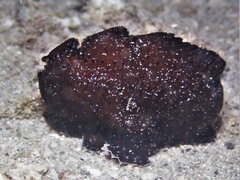 Antennarius striatus