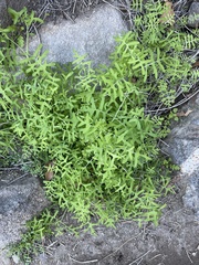 Pholistoma membranaceum