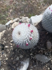 Mammillaria albilanata
