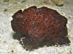 Antennarius striatus