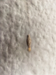 Pterygota