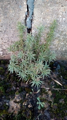 Gnaphalium uliginosum