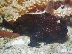 Antennarius striatus