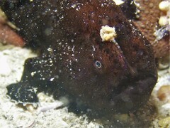 Antennarius striatus