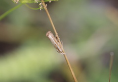 Agriphila tristella