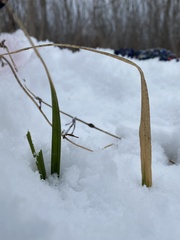 Phalaris arundinacea