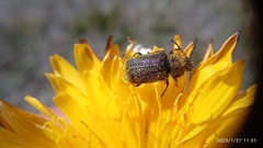 Astylus bourgeoisi
