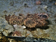 Aploactisoma milesii