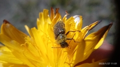Astylus bourgeoisi