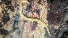 Haplophilus subterraneus