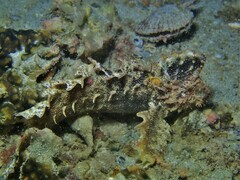 Aploactisoma milesii