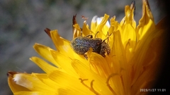 Astylus bourgeoisi